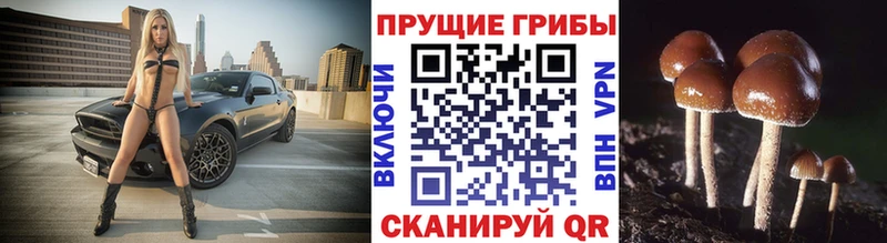 Галлюциногенные грибы GOLDEN TEACHER  Яровое 